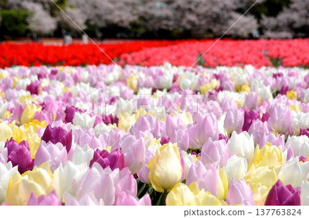 A field of tulips in full bloom A field of tulips in full bloom 137763824