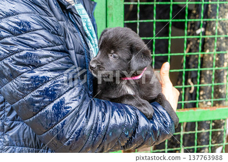 Puppy little dog in hands Puppy little dog in hands 137763988