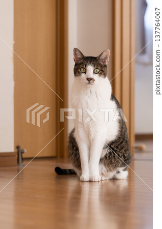 Sitting cat, brown tabby 137764007