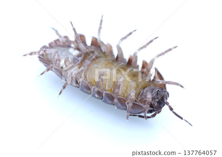 A female pill bug carrying her brood pouch. 137764057