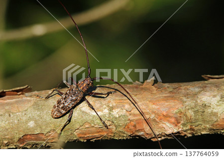Male Japanese pine sawyer beetle Male Japanese pine sawyer beetle 137764059