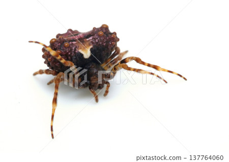 Female of the Japanese snow spider (Platypleura kaempferi) Female of the Japanese snow spider (Platypleura kaempferi) 137764060