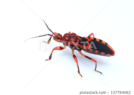 紅色刺客蟲 137764062
