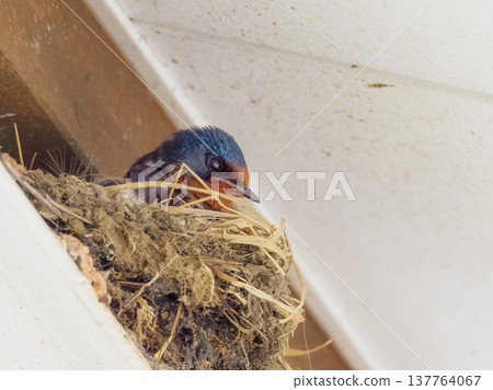 燕巢和親鳥 燕巢和親鳥 137764067