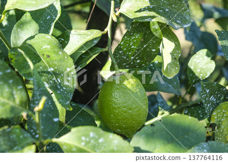 Setoda Lemon from Hiroshima Prefecture boasts the highest shipping volume in Japan Setoda Lemon from Hiroshima Prefecture boasts the highest shipping volume in Japan 137764116