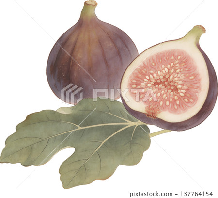 紫色無花果插圖，飾以金箔。 137764154