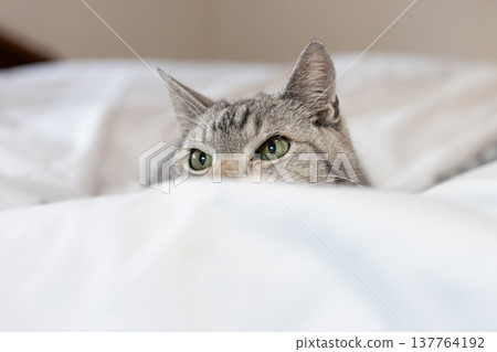 一隻貓從蒲團裡盯著你看──一隻虎斑貓 137764192