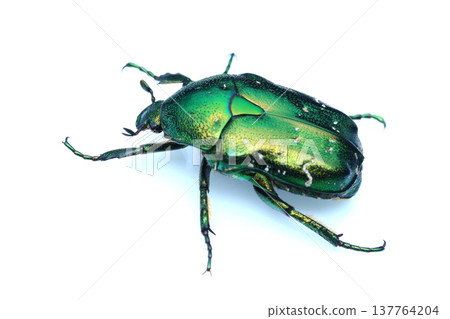 White-spotted flower beetle (green) White-spotted flower beetle (green) 137764204