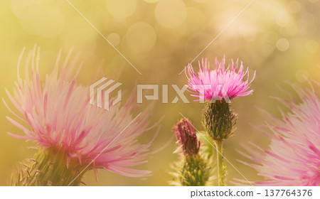 Floral  background. Purple thorny thistle flower. Closeup.  Nature. 137764376