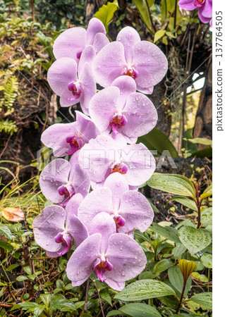 Orchid, Phalaenopsis orchid, Pink orchid, 兰 (kochōran) Orchid, Phalaenopsis orchid, Pink orchid, 兰 (kochōran) 137764505