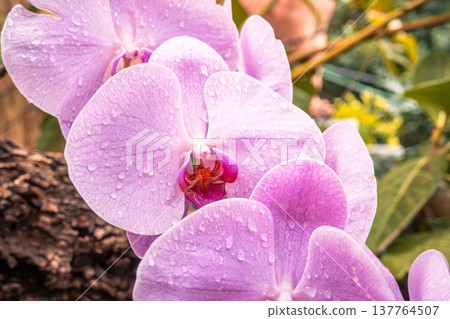 Orchid, Phalaenopsis orchid, Pink orchid, 兰 (kochōran) 137764507
