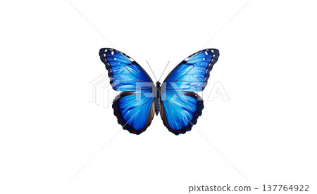 A beautiful blue and black long-tailed butterfly with vibrant wings stands out against a white background. A beautiful blue and black long-tailed butterfly with vibrant wings stands out against a white background. 137764922
