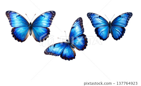 A beautiful blue and black long-tailed butterfly with vibrant wings stands out against a white background. 137764923