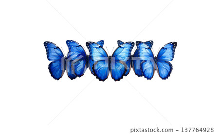 A beautiful blue and black long-tailed butterfly with vibrant wings stands out against a white background. A beautiful blue and black long-tailed butterfly with vibrant wings stands out against a white background. 137764928