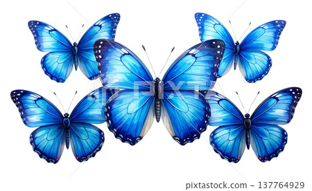 beautiful butterfly isolated on white beautiful butterfly isolated on white 137764929