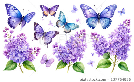 An illustration of beautiful lilac flowers in purple and light purple colors against a white background. 137764936