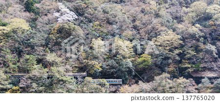 櫻花盛開時,大伏特市和小伏市的島山線 櫻花盛開時,大伏特市和小伏市的島山線 137765020