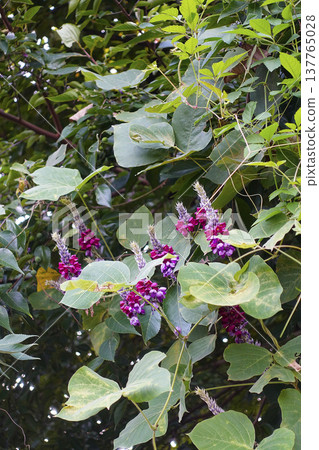 Reddish-purple kudzu flowers blooming by the roadside in the early morning of September. Reddish-purple kudzu flowers blooming by the roadside in the early morning of September. 137765028