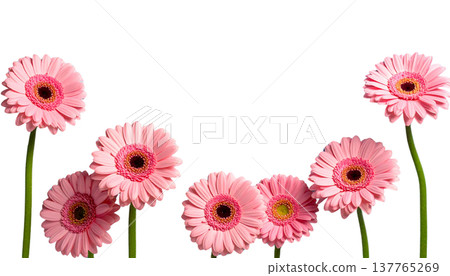 A bouquet of bright pink gerberas is set apart on a white background. 137765269