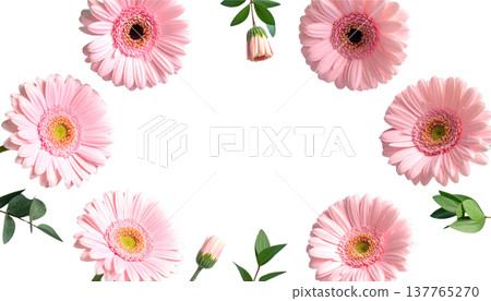 A bouquet of bright pink gerberas is set apart on a white background. 137765270