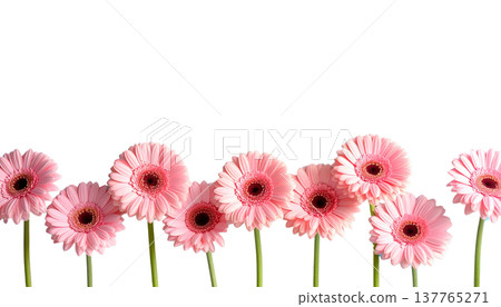 A bouquet of bright pink gerberas is set apart on a white background. 137765271