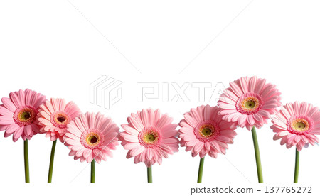 A bouquet of bright pink gerberas is set apart on a white background. 137765272