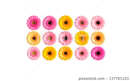 This beautiful natural bouquet features vibrant pink, yellow, and white gerberas with their multicolored petals against a white background. 137765283