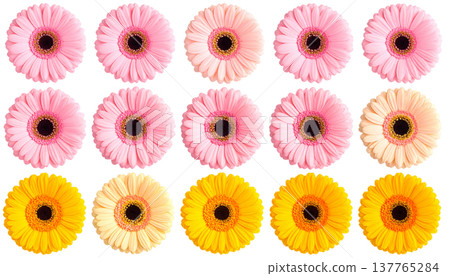 This beautiful natural bouquet features vibrant pink, yellow, and white gerberas with their multicolored petals against a white background. 137765284