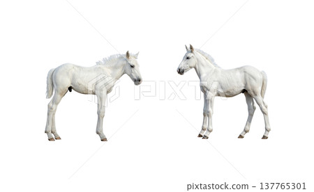 A cute horse and a foal on a white background. A cute horse and a foal on a white background. 137765301