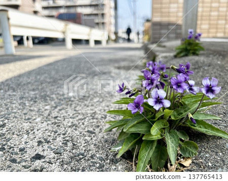 Violets I found blooming by the roadside during my morning walk. Violets I found blooming by the roadside during my morning walk. 137765413
