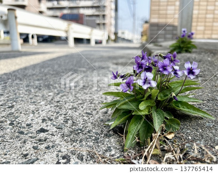 Violets I found blooming by the roadside during my morning walk. 137765414