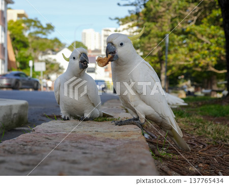 Sulphur-crested cockatoos foraging in the streets of Manly, Sydney, Australia 137765434