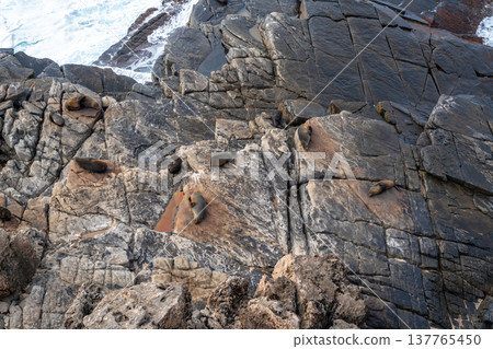 Seals resting on rocks at Cape Du Couedic, Flinders Chase, Australia Seals resting on rocks at Cape Du Couedic, Flinders Chase, Australia 137765450