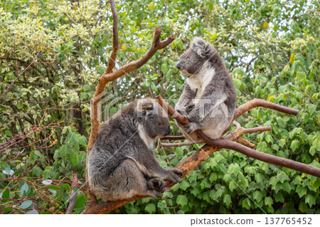 Two koalas resting on tree branches in Kangaroo Island, Australia Two koalas resting on tree branches in Kangaroo Island, Australia 137765452