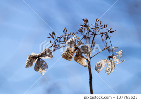 Close-up of withered hydrangea flowers against a blue sky. 137765625