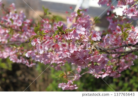 The Kawazu cherry blossoms, with their beautiful pink flowers and green leaves, bloom in the park in early summer. The Kawazu cherry blossoms, with their beautiful pink flowers and green leaves, bloom in the park in early summer. 137765643