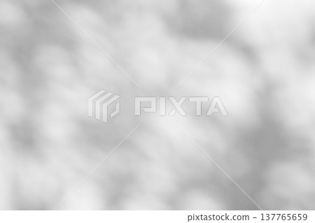 Abstract natural tree leaves shadow on white wall background 137765659