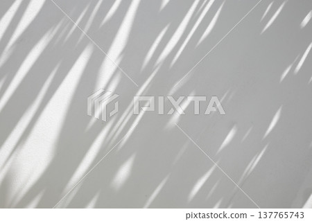 Abstract natural tree branch leaves shadow on white wall background Abstract natural tree branch leaves shadow on white wall background 137765743