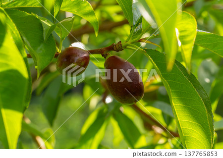 Unripe nectarines hanging on a branch in the orchard. 137765853