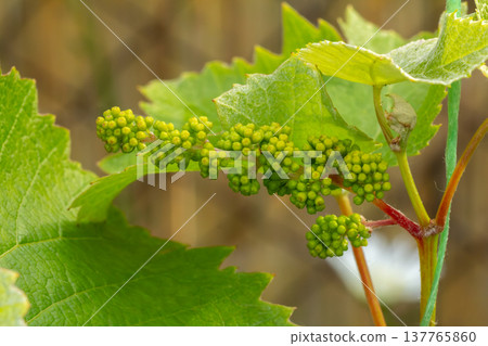 Blooming young wine grapes in the vineyard in the spring time. 137765860