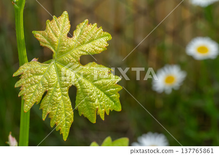 Grape leaf on a bush in the garden. 137765861
