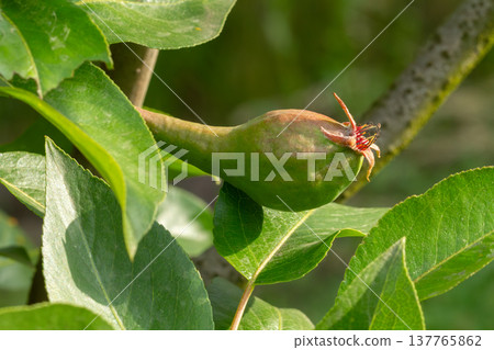 Immature pear on a branch of the tree Immature pear on a branch of the tree 137765862