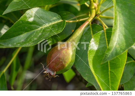 Immature pear on a branch of the tree Immature pear on a branch of the tree 137765863