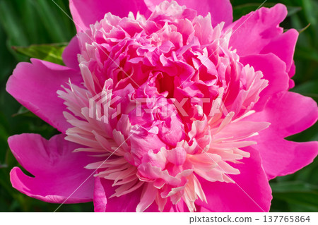 Close view of the pink peony bud. 137765864