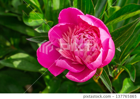 Close view of the pink peony bud. Close view of the pink peony bud. 137765865