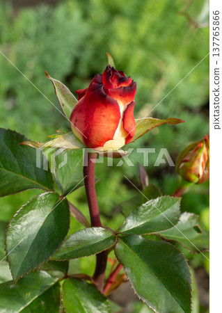 Rose bud on the stem with leaves in the garden. Rose bud on the stem with leaves in the garden. 137765866