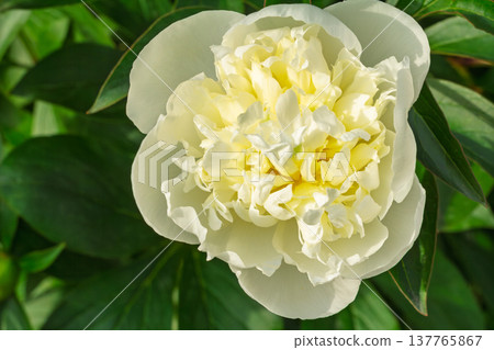 Close view of the white peony bud. Close view of the white peony bud. 137765867