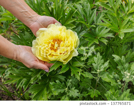 Woman is holding the peony flower on her palms with the green natural background 137765871