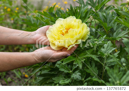 Woman is holding the peony flower on her palms with the green natural background Woman is holding the peony flower on her palms with the green natural background 137765872