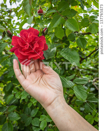 Woman is holding rose flower growing on the bush. Woman is holding rose flower growing on the bush. 137765873
